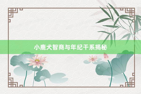 小鹿犬智商与年纪干系揭秘